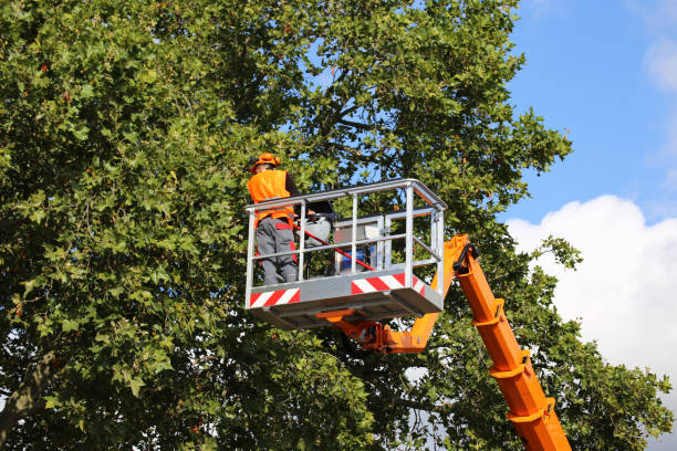 How Our Tree Care Process Works  in  Flanders, NY